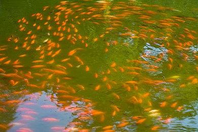 《青十字病院》steam页面上线  文字视觉冒险解谜