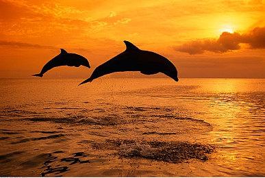 《使命召唤：黑色行动7》预购大幅下滑 可能是Game Pass涨价缘由